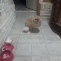 گربه پرشین|گربه|بیرجند, |دیوار