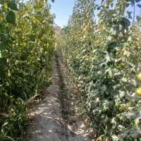 فروش نهال مثمر.زینتی.تجاری