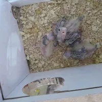 عروس هلندی مولد|پرنده|روانسر, |دیوار