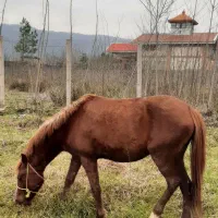 اسب مادیان آبستن