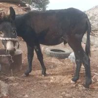 الاغ|حیوانات مزرعه|شیراز, گویم|دیوار