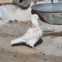 کفتر پرشی|پرنده|تایباد, |دیوار