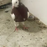 کبوتر|پرنده|شیراز, کوزه گری|دیوار