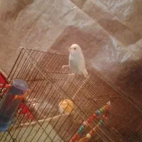 مرغ عشق|پرنده|دهگلان, |دیوار