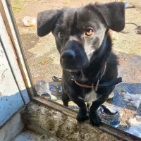 پاکوتاه نژاد پاک رنگ مشکی برای کشش|سگ|مشهد, همت آباد|دیوار