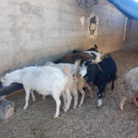 ه بز درجه یک خالص همشونم تا ۲ماه دیگه میزاین|حیوانات مزرعه|لردگان, |دیوار