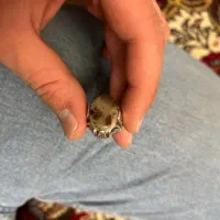 انگشتر نقره شجر|جواهرات|ارومیه, |دیوار