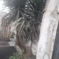 درخت نخل و درخت یوکا