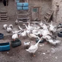 سی دانە قاز