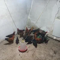 حیوانات مزرعه فروش جوجه مرغ بزرگ