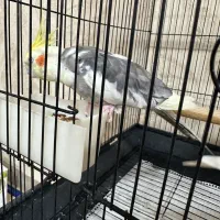 جفت عروس هلندی مولد|پرنده|پاکدشت, پاکدشت (مامازند)|دیوار