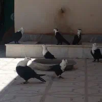 کفتر کله سفید