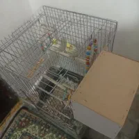 عروس هلندی 3عدد