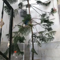 گل کاج مطبق