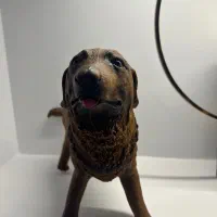 سگ اسباب بازی|اسباب‌بازی بچه|تهران, کوی بیمه|دیوار