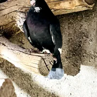 نر سیاه پلنگ