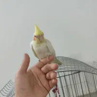 عروس هلندی دستی|پرنده|کاشان, فاز ۲ ناجی آباد|دیوار