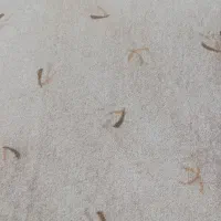 پالاز موکت ۱۲متری