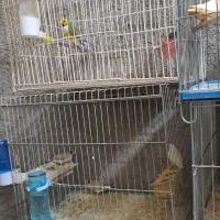 فروشی فنچ مولد|پرنده|جهرم, |دیوار