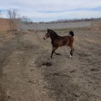 اسب|اسب و تجهیزات اسب‌سواری|ملایر, |دیوار