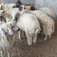 بره|حیوانات مزرعه|اهواز, زیتون کارگری|دیوار