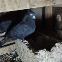 کبوتر|پرنده|خرمشهر, |دیوار