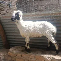 گوسفند میش کاور