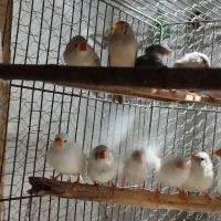 فنچ