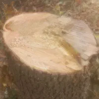 خدمات تخصصی هرس، قطع درختان و نگهداری فضای سبز