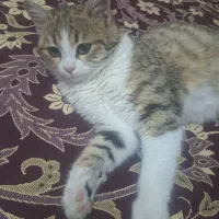 گربه واگذاری  ۸ماهه