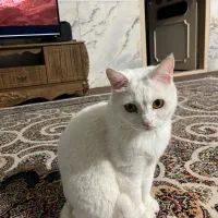 گربه اسکاتیش