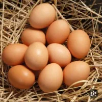 تخم مرغ محلی