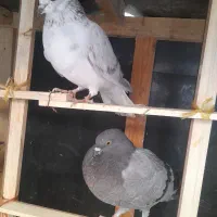 دوعدد کبوتر پرشی آس