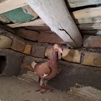 کبوتر دنش اصلی