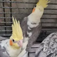 عروس هلندی|پرنده|تهران, ابوذر|دیوار