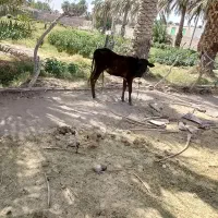 گوساله ماده دلگان هست