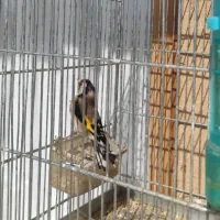 فروش سهره نر ...