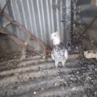 طوق شازده و یال سیاه گل دار