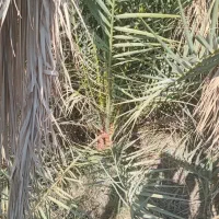 پاجوش زاهدی یاقصب