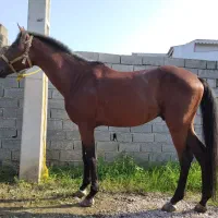 اسب نژاد دار|اسب و تجهیزات اسب‌سواری|رشت, حومه رشت|دیوار