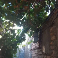 خونه ۶۰متری اجاره ۱۳۰۰|اجارهٔ خانه و ویلا|مشهد, علی آباد|دیوار
