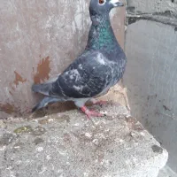 جفت دوبر نر و ماده|پرنده|اردبیل, |دیوار