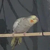 عروس هلندی گمشده کمربندی آبیدر هتل لاله تکیه و چمن|حیوانات|سنندج, |دیوار