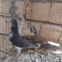 کبوتر پرشی کاشان سوسکی دم سفید