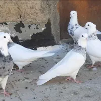 فروش کبوتر طوقی