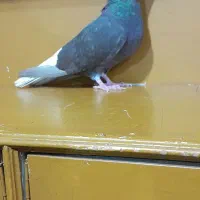 کبوتر دم سفید ماده