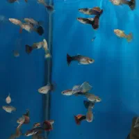 ماهی گوپی|ماهی|پرند, فاز ۵|دیوار