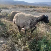 گوسفند