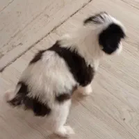 توله مینیاتوری|سگ|خاوران, |دیوار