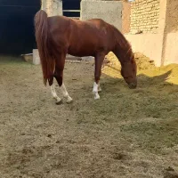 اجاره-4دیواری-200متر